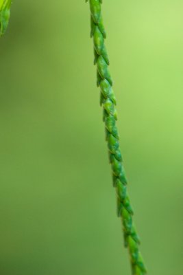 Chamaecyparis lawsoniana 'Imbricata Pendula' - cypřišek lawsonův - šupinovitý list